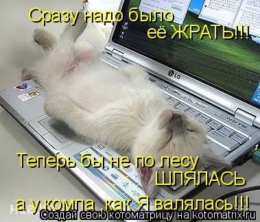 Котоматрица: а у компа ,как Я валялась!!! Сразу надо было её ЖРАТЬ!!! Теперь бы не по лесу ШЛЯЛАСЬ