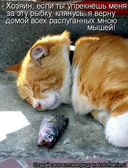 - Хозяин, если ты упрекнёшь меня за эту рыбку, клянусь, я верну домой всех распуганных мною мышей!... Котоматрица: - Хозяин, если ты упрекнёшь меня за эту рыбку, клянусь, я верну домой всех распуганных мною мышей!
