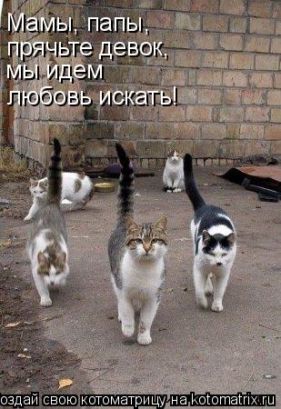 Мамы, папы, прячьте девок, мы идем любовь искать!... Котоматрица: Мамы, папы, прячьте девок, мы идем любовь искать!