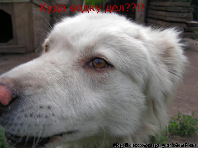 Котоматрица: Куда водку дел??!!