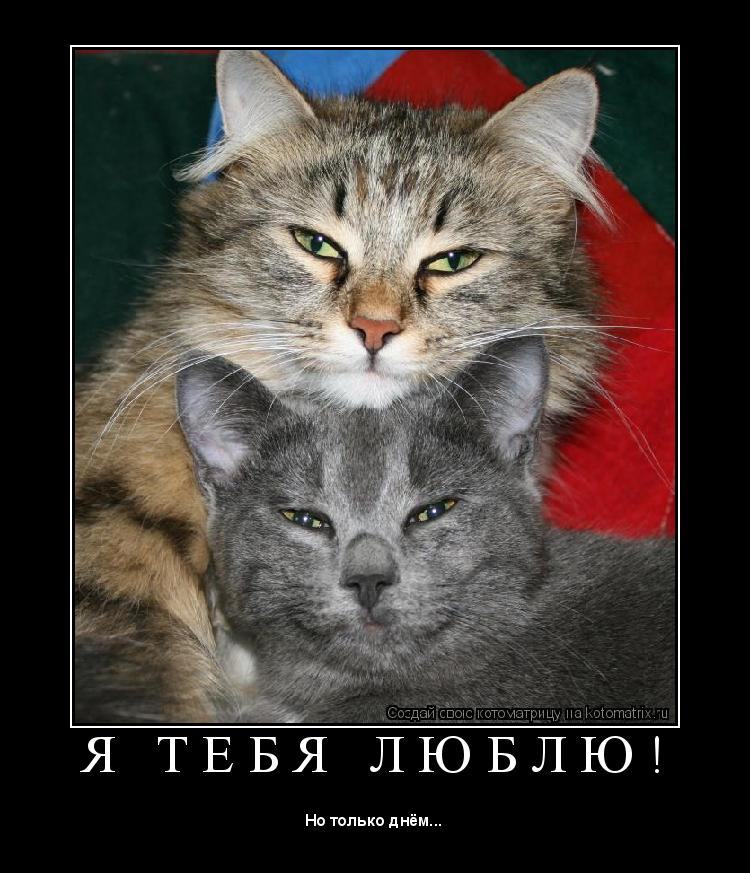 Котоматрица: Я   Т Е Б Я   Л Ю Б Л Ю ! 