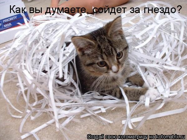 Котоматрица: Как вы думаете, сойдет за гнездо?