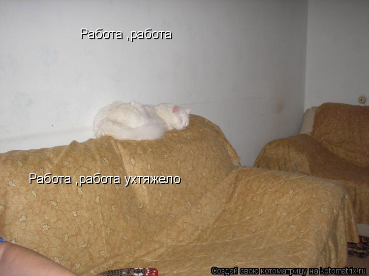 Котоматрица: Работа ,работа  Работа ,работа ухтяжело