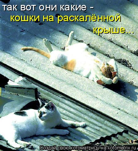 так вот они какие - кошки на раскалённой крыше...... Котоматрица: так вот они какие - кошки на раскалённой крыше...