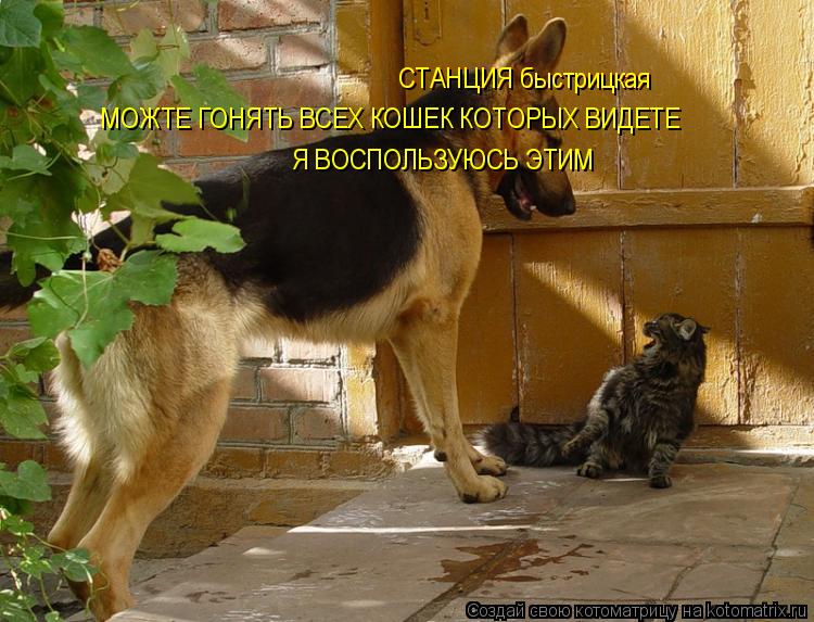 Котоматрица: СТАНЦИЯ быстрицкая СТАНЦИЯ быстрицкая МОЖТЕ ГОНЯТЬ ВСЕХ КОШЕК КОТОРЫХ ВИДЕТЕ Я ВОСПОЛЬЗУЮСЬ ЭТИМ
