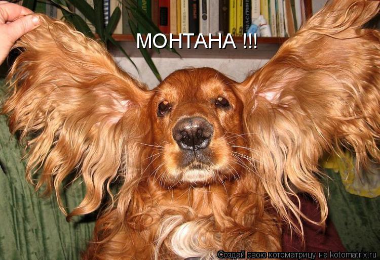 МОНТАНА !!!... Котоматрица: МОНТАНА !!!