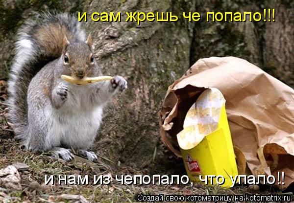Котоматрица: и сам жрешь че попало!!! и нам из чепопало, что упало!!