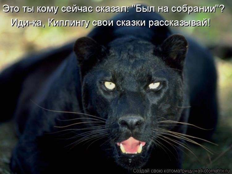Это ты кому сейчас сказал: "Был на собрании"? Иди-ка, Киплингу свои сказки рассказывай!... Котоматрица: Это ты кому сейчас сказал: "Был на собрании"? Иди-ка, Киплингу свои сказки рассказывай!