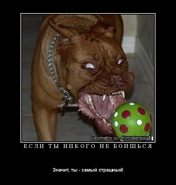 Е С Л И Т Ы Н И К О Г О Н Е Б О И Ш Ь С Я ... Котоматрица: Е С Л И Т Ы Н И К О Г О Н Е Б О И Ш Ь С Я