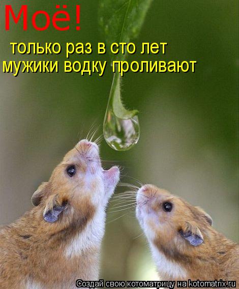 Котоматрица: Моё! только раз в сто лет  мужики водку проливают