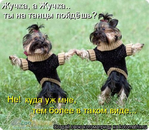 Жучка, а Жучка.. ты на танцы пойдёшь? Не! куда уж мне, тем более в таком виде...... Котоматрица: Жучка, а Жучка.. ты на танцы пойдёшь? Не! куда уж мне, тем более в таком виде...