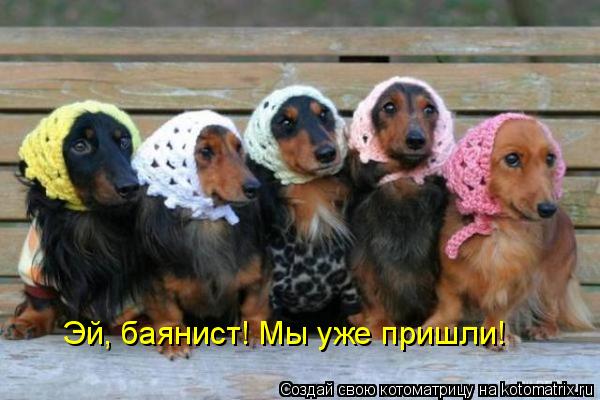 Эй, баянист! Мы уже пришли!... Котоматрица: Эй, баянист! Мы уже пришли!