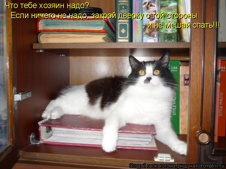 Что тебе хозяин надо? Если ничего не надо, закрой дверку с той стороны и не мешай спать!!!... Котоматрица: Что тебе хозяин надо? Если ничего не надо, закрой дверку с той стороны и не мешай спать!!!