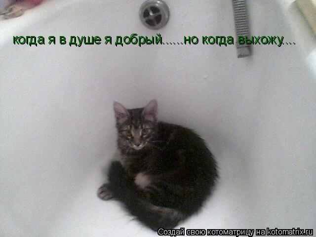 когда я в душе я добрый......но когда выхожу....... Котоматрица: когда я в душе я добрый......но когда выхожу....