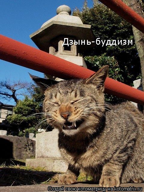 Дзынь-буддизм... Котоматрица: Дзынь-буддизм
