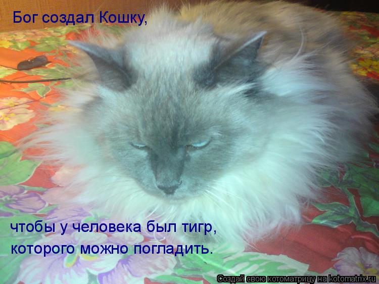 Бог создал Кошку, чтобы у человека был тигр, которого можно погладить.... Котоматрица: Бог создал Кошку, чтобы у человека был тигр, которого можно погладить.