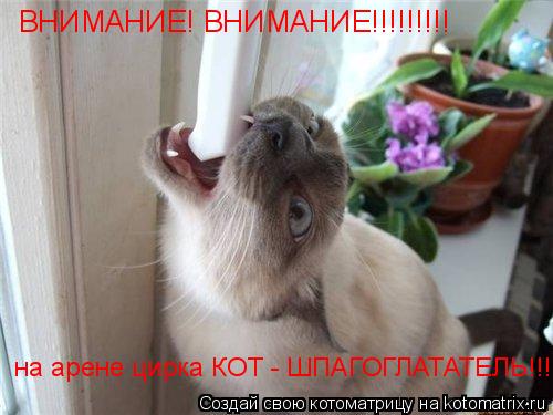 ВНИМАНИЕ! ВНИМАНИЕ!!!!!!!!! на арене цирка КОТ - ШПАГОГЛАТАТЕЛЬ!!!... Котоматрица: ВНИМАНИЕ! ВНИМАНИЕ!!!!!!!!! на арене цирка КОТ - ШПАГОГЛАТАТЕЛЬ!!!