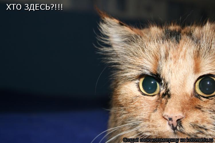 ХТО ЗДЕСЬ?!!!... Котоматрица: ХТО ЗДЕСЬ?!!!