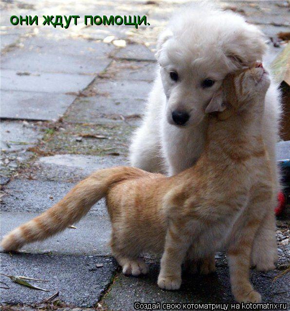 они ждут помощи.... Котоматрица: они ждут помощи.