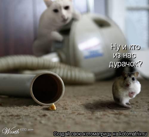 Котоматрица: Ну и кто  из нас дурачок?
