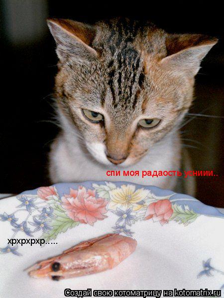 спи моя радаость усниии.. хрхрхрхр........ Котоматрица: спи моя радаость усниии.. хрхрхрхр.....