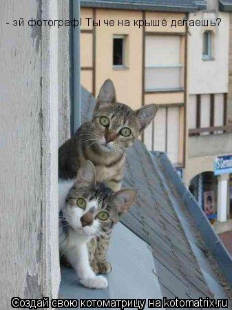 - эй фотограф! Ты че на крыше делаешь?... Котоматрица: - эй фотограф! Ты че на крыше делаешь?
