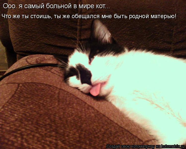 Ооо. я самый больной в мире кот... Что же ты стоишь, ты же обещался мне быть родной матерью!... Котоматрица: Ооо. я самый больной в мире кот... Что же ты стоишь, ты же обещался мне быть родной матерью!