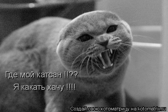 Котоматрица: Где мой катсан !!??  Я какать хачу !!!!