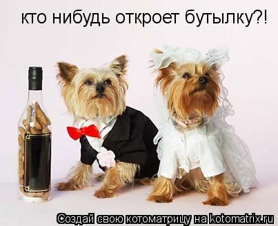 кто нибудь откроет бутылку?!... Котоматрица: кто нибудь откроет бутылку?!