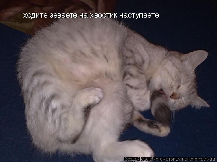 Котоматрица: ходите зеваете на хвостик наступаете