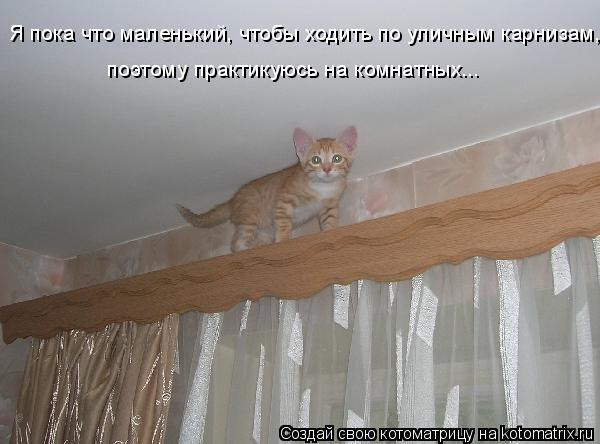 Котоматрица: Я пока что маленький, чтобы ходить по уличным карнизам, поэтому практикуюсь на комнатных...