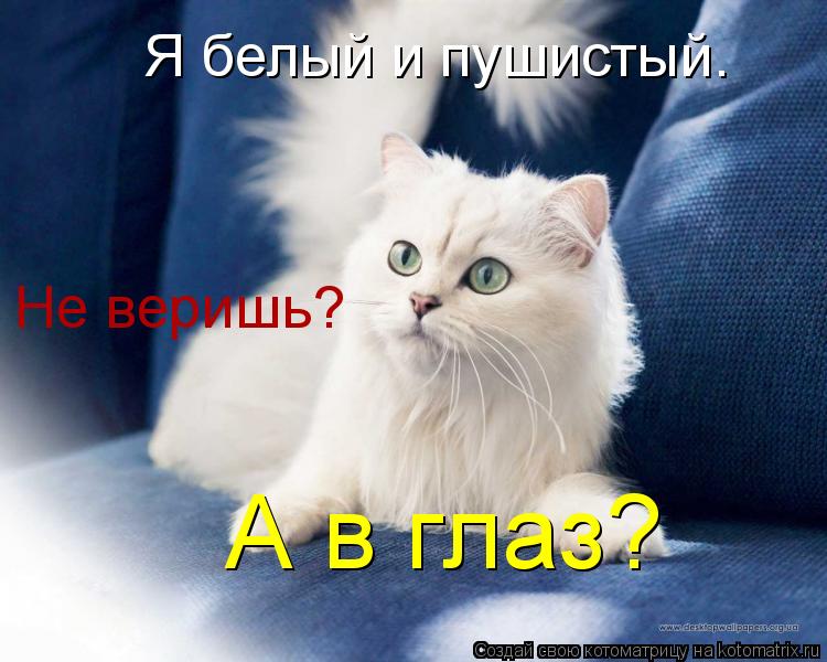 Я белый и пушистый=) Я белый и пушистый. Не веришь? А в глаз?... Котоматрица: Я белый и пушистый=) Я белый и пушистый. Не веришь? А в глаз?