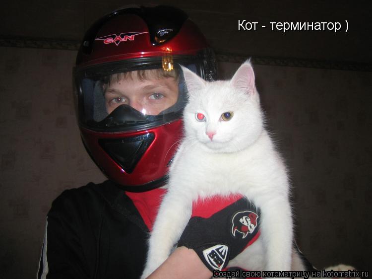 Котоматрица: Кот - терминатор )