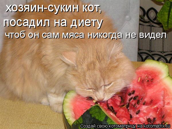 Котоматрица: хозяин-сукин кот, посадил на диету чтоб он сам мяса никогда не видел