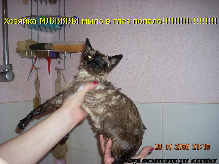 Хозяйка МЛЯЯЯЯЯ мыло в глаз попало!!!!!!!!!!!!!!!!!!... Котоматрица: Хозяйка МЛЯЯЯЯЯ мыло в глаз попало!!!!!!!!!!!!!!!!!!