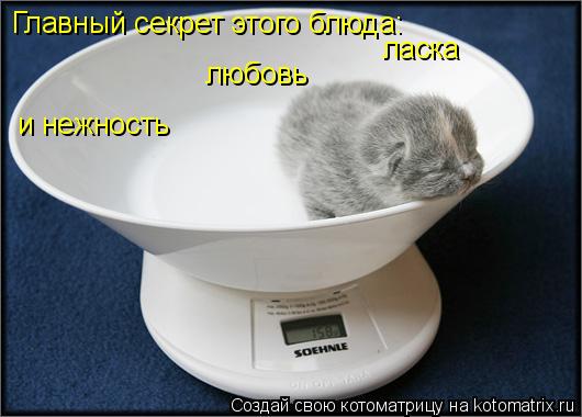 Котоматрица: Главный секрет этого блб Главный секрет этого блюда: ласка любовь и нежность