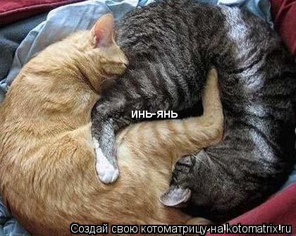инь-янь... Котоматрица: инь-янь