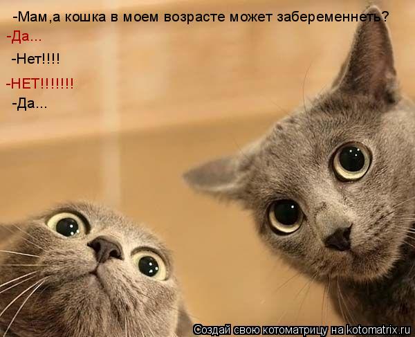 Котоматрица: -Мам,а кошка в моем возрасте может забеременнеть? -Нет!!!! -Да... -Да... -НЕТ!!!!!!!
