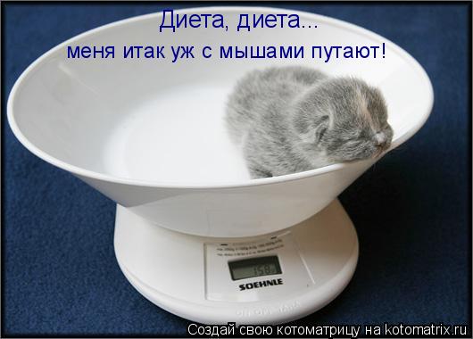 Котоматрица: Диета, диета...  меня итак уж с мышами путают!