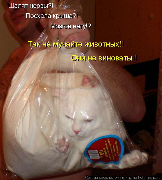 Шалят нервы?! Поехала крыша?! Мозгов нету!? Так не мучайте животных!! Они не виноваты!!... Котоматрица: Шалят нервы?! Поехала крыша?! Мозгов нету!? Так не мучайте животных!! Они не виноваты!!