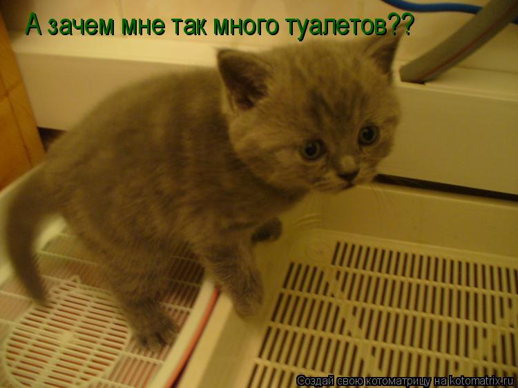 Котоматрица: А зачем мне так много туалетов??