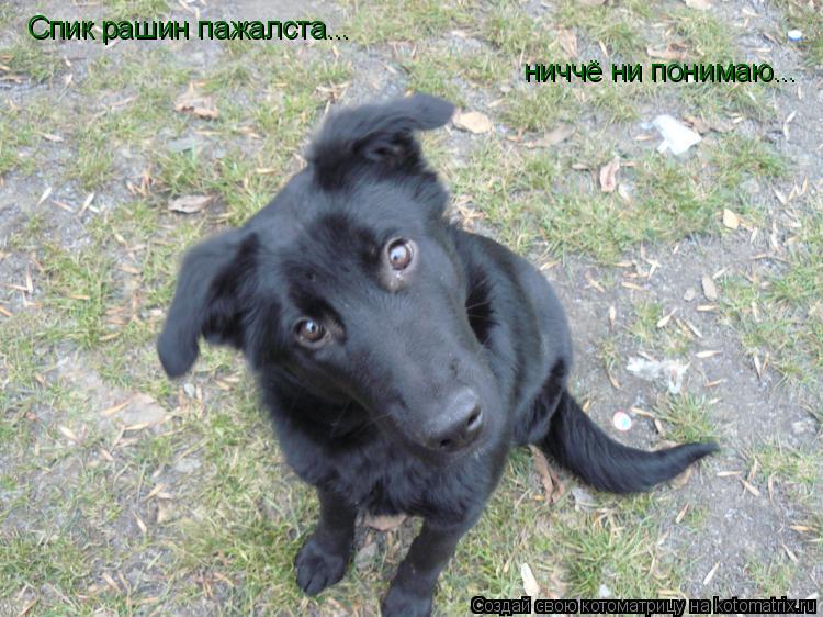 Спик рашин пажалста... ниччё ни понимаю...... Котоматрица: Спик рашин пажалста... ниччё ни понимаю...