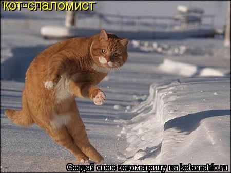 Котоматрица: кот-слаломист