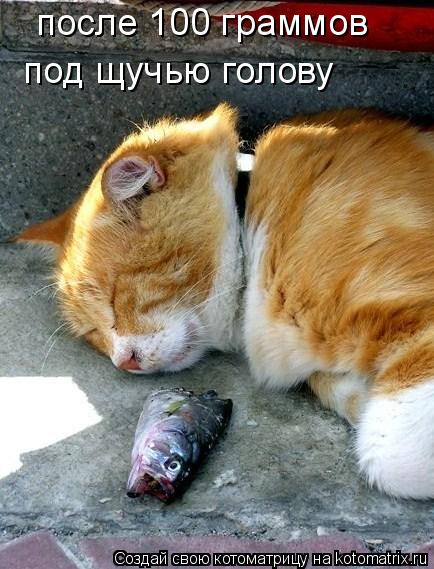 Котоматрица: после 100 граммов  под щучью голову