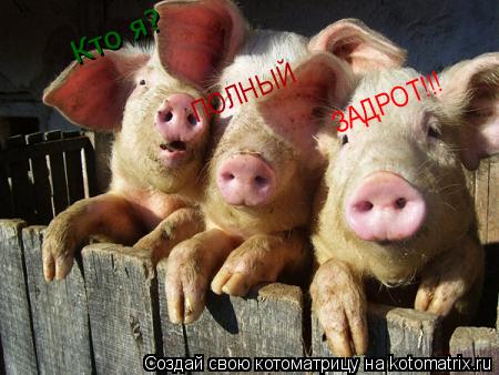 Кто я? ПОЛНЫЙ ЗАДРОТ!!!... Котоматрица: Кто я? ПОЛНЫЙ ЗАДРОТ!!!