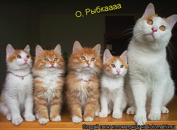 Котоматрица: О, Рыбкаааа О, Рыбкаааа