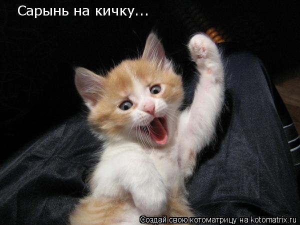 Сарынь на кичку...... Котоматрица: Сарынь на кичку...