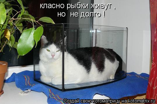 Котоматрица: класно рыбки живут , но  не долго !