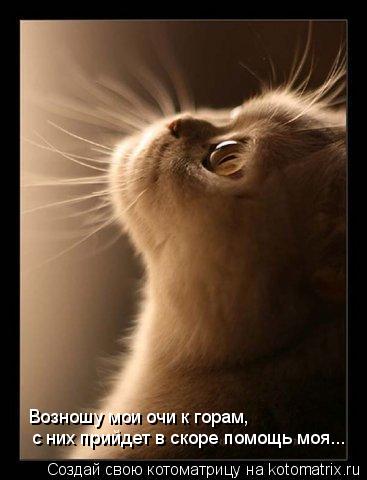 Возношу мои очи к горам, с них прийдет в скоре помощь моя...... Котоматрица: Возношу мои очи к горам, с них прийдет в скоре помощь моя...
