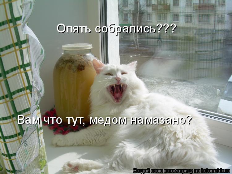 Опять собрались??? Вам что тут, медом намазано?... Котоматрица: Опять собрались??? Вам что тут, медом намазано?